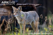 image of coyote