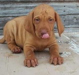 image of vizsla