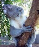 image of koala #3