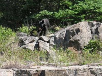 image of american_black_bear