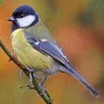 image of bird
