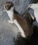 image of weasel