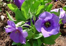 image of flower