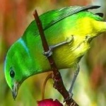 image of bird