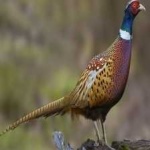 image of ring_necked_pheasant #6