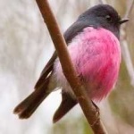 image of bird