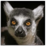 image of madagascar_cat