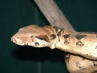 image of boa_constrictor #25