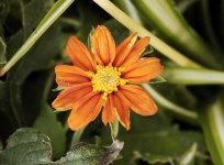 image of flower