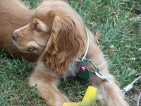 image of cocker_spaniel #20