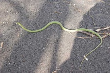 image of green_snake #24