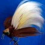 image of bird