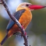 image of bird