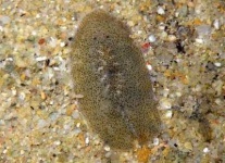 image of flatworm