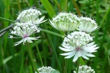 image of flower