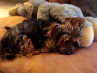image of silky_terrier