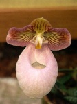 image of hard_leaved_pocket_orchid #36