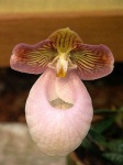 image of flower
