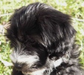 image of tibetan_terrier #24