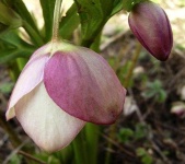 image of flower