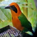 image of bird