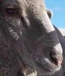 image of animal