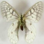 image of animal
