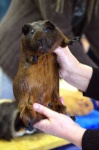 image of guinea_pig
