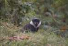 image of colobus