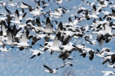 image of animal_migration