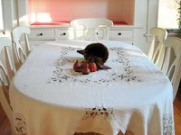 image of dining_table