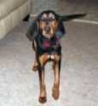 image of black_and_tan_coonhound #28
