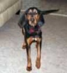 image of black_and_tan_coonhound
