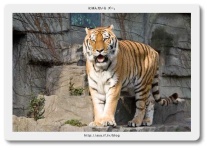 image of jaguar_car
