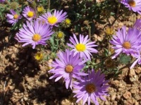 image of grassland