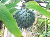 image of custard_apple