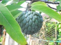 image of custard_apple #7