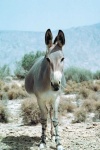 image of animal