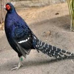 image of bird