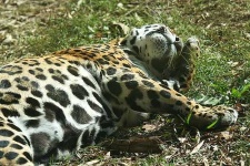 image of jaguar