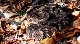image of diamondback
