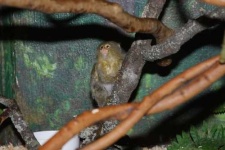 image of marmoset