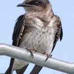 image of bird