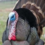 image of wild_turkey #8