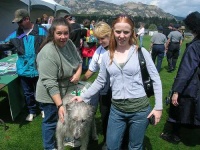 image of irish_wolfhound