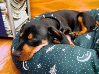 image of miniature_pinscher