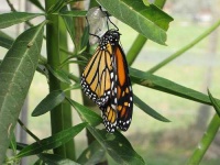 image of monarch