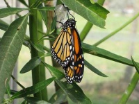 image of monarch #22