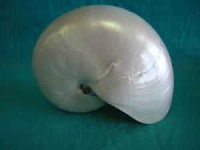 image of chambered_nautilus