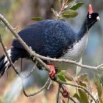 image of bird
